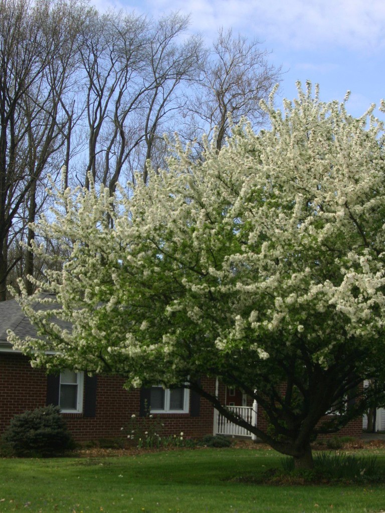 My crabapple in bloom by tunia