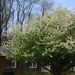 My crabapple in bloom by tunia