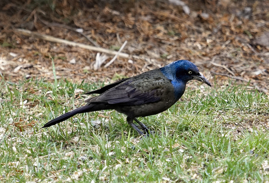 Common Grackle by gardencat