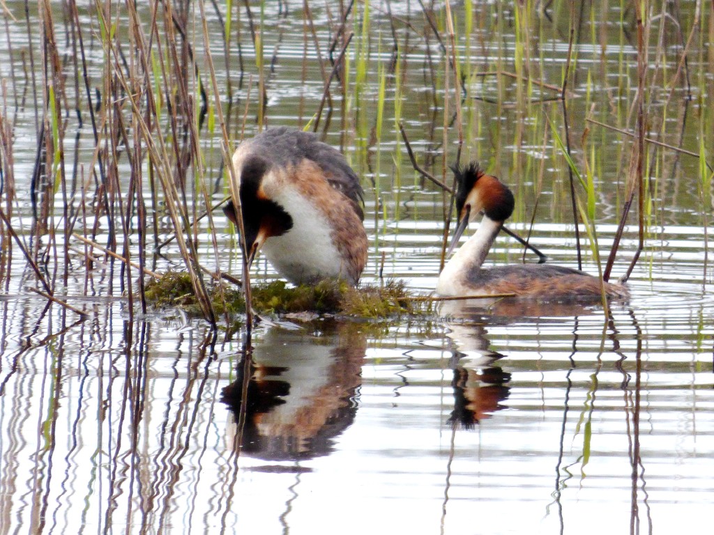 Grebes nesting by julienne1