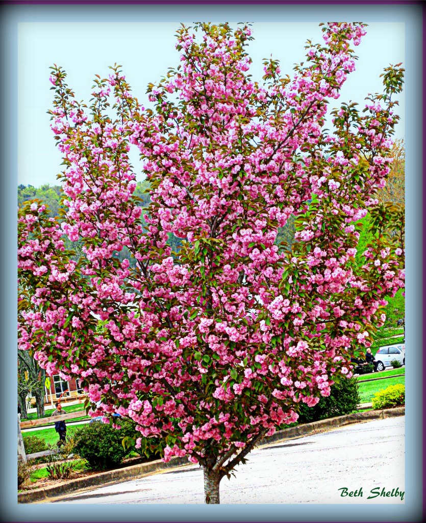Pink Flowering Cherry by vernabeth