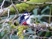 2nd Apr 2017 - Greater Spotted Woodpecker