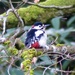 Greater Spotted Woodpecker by susiemc