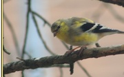 4th Apr 2017 - Goldfinch