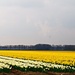 daffodils revisited by gijsje