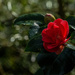 Camellia by inthecloud5