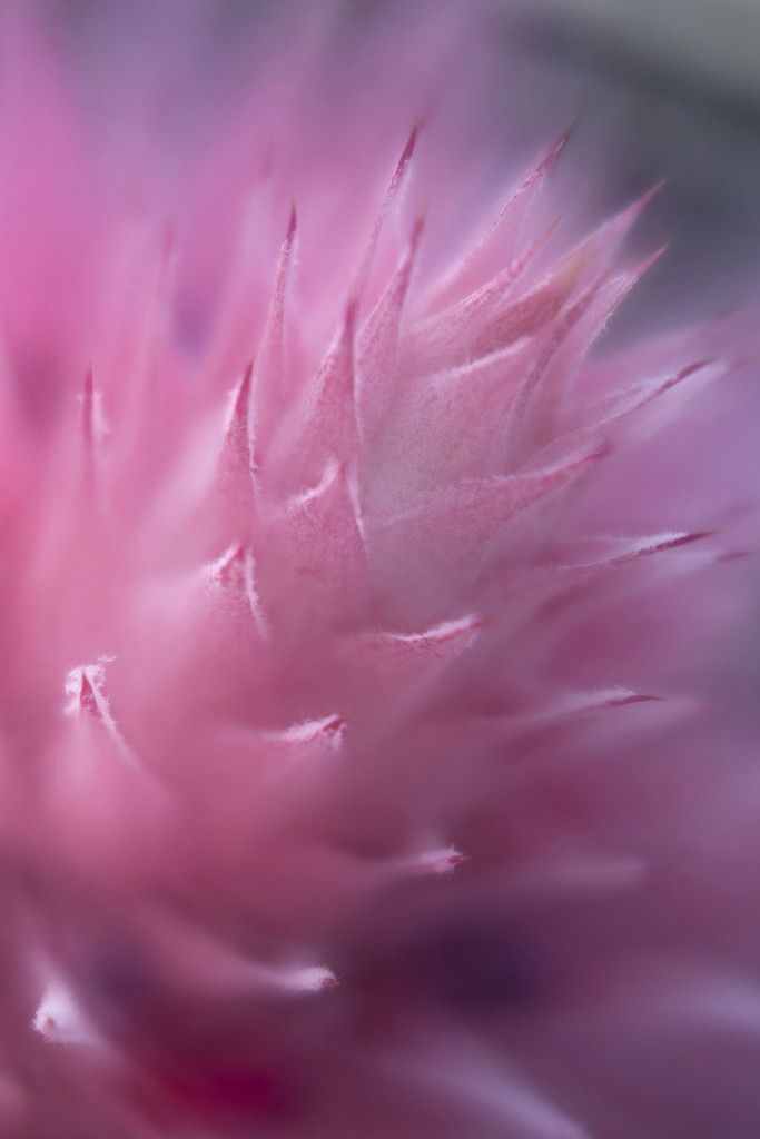 Pink Bromeliad Glory by pdulis
