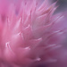 Pink Bromeliad Glory by pdulis