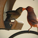Kissing Cardinals! by rickster549