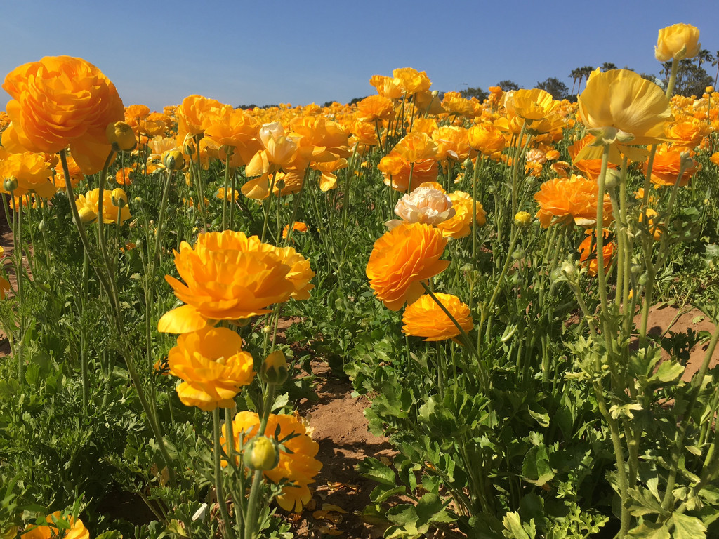 Bug's Eye View of the Flower Fields by redy4et