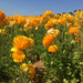 Bug's Eye View of the Flower Fields by redy4et