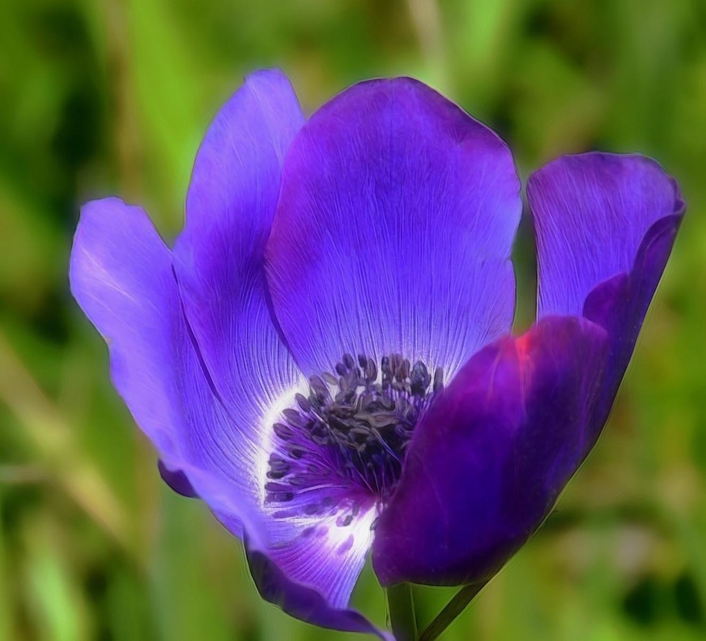 Purple  by joysfocus