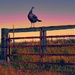 Turkey On A Fence  by joysfocus