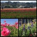 Spring blooms in Carlsbad by redy4et