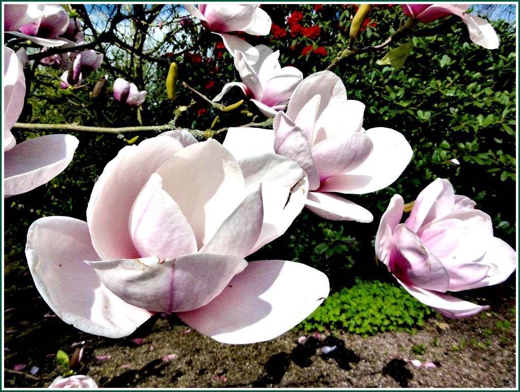 The Magnolia blossom  by beryl