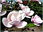 5th Apr 2017 - The Magnolia blossom 