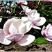 The Magnolia blossom  by beryl