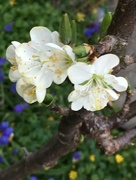 30th Mar 2017 - Cherry Tree Blossom