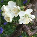 Cherry Tree Blossom by cataylor41