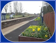 4th Apr 2017 - Railway Station planter.