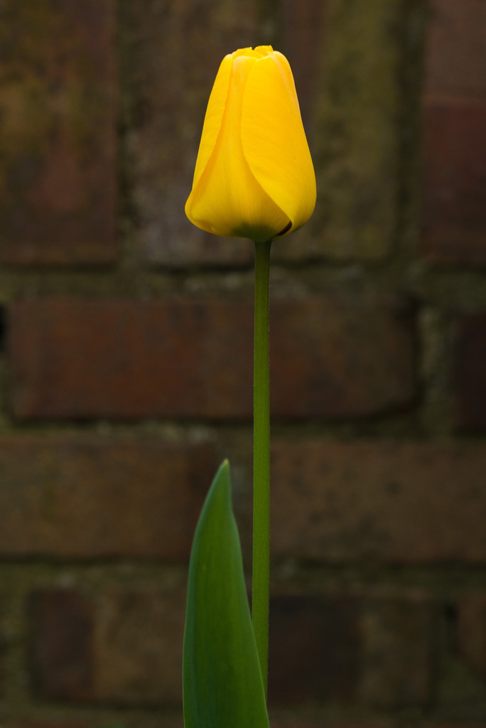 Yellow tulip by rumpelstiltskin