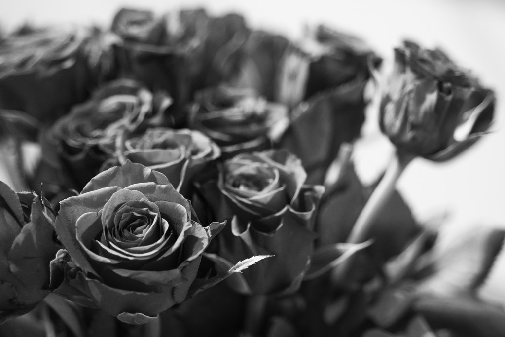 A dozen roses by rumpelstiltskin