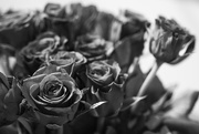3rd Apr 2017 - A dozen roses