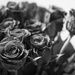 A dozen roses by rumpelstiltskin