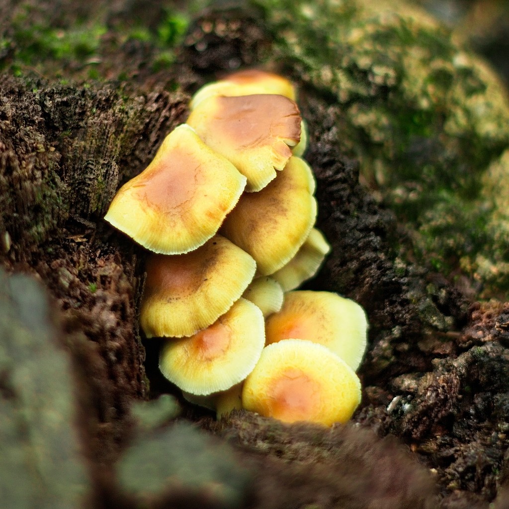 Forest fungi by kiwinanna