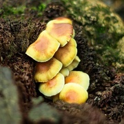 4th Apr 2017 - Forest fungi