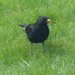  Blackbird  by susiemc