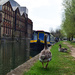 goose by the river by ianmetcalfe