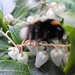 DSCN0954 Busy Bee by marijbar