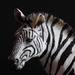  Zebra by 365anne