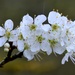 Greengage Blossom by arkensiel