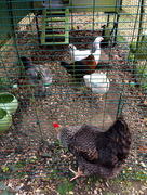 22nd Mar 2017 - Ain't Nobody Here But Us Chickens