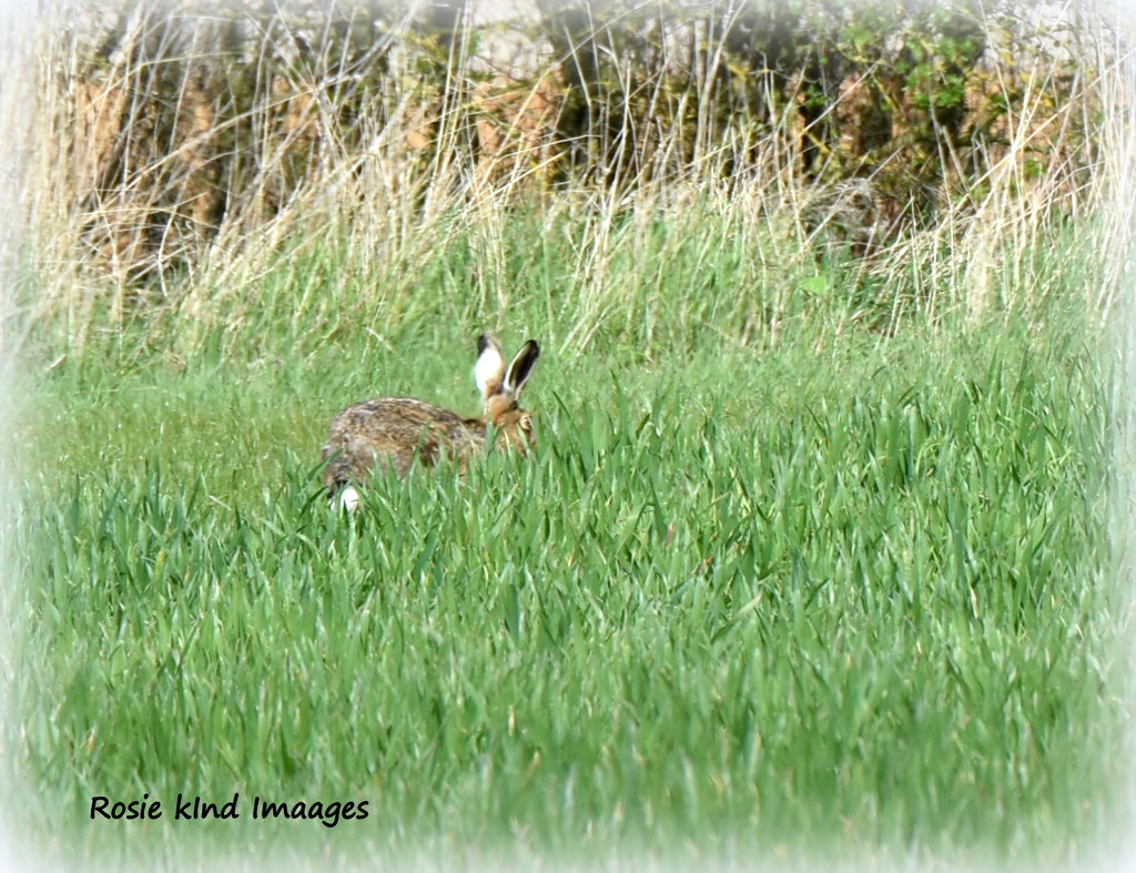 Well I did see a hare by rosiekind