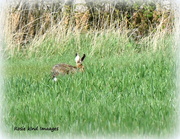 5th Apr 2017 - Well I did see a hare