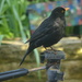 Blackbird on a tripod. by richardcreese