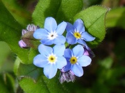 5th Apr 2017 -  The First Forget-me-nots 