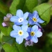  The First Forget-me-nots  by susiemc