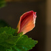 Hibiscus Unfurling by ckwiseman