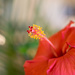Hibiscus by ckwiseman