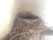 4th Apr 2017 - Porch Nest
