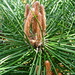 Lonesome Pine by redandwhite
