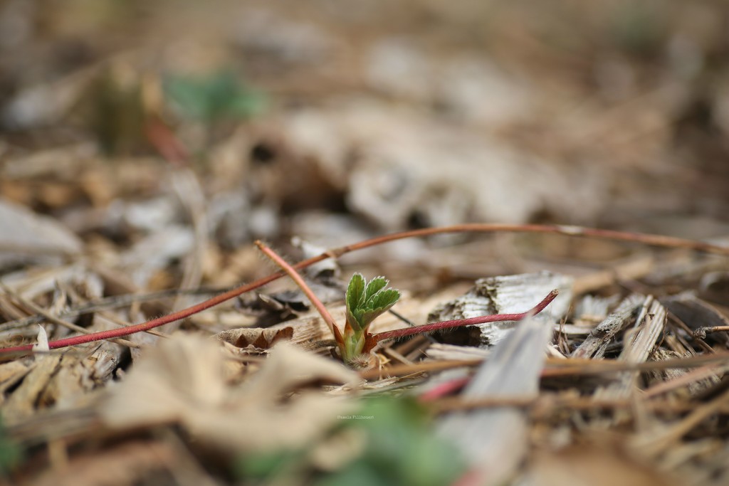 strawberry... by earthbeone