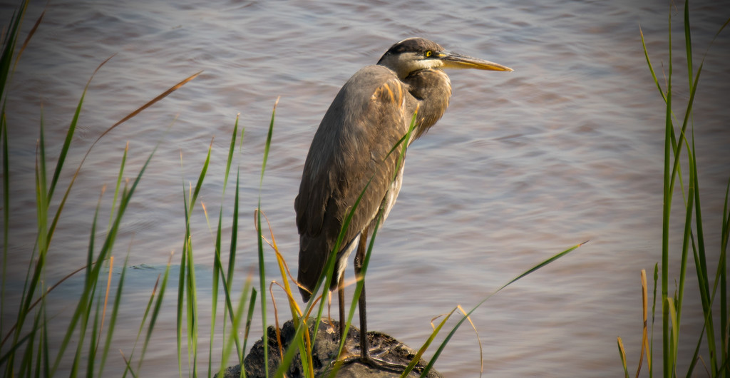 Blue Heron Taking a Rest! by rickster549