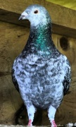 6th Apr 2017 - One of our pigeons still contained they have another couple of weeks before they can be out