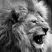 Lion  by randy23