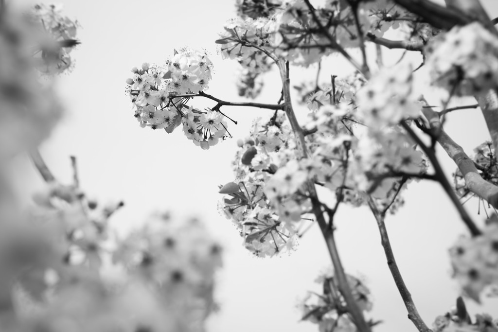 Blossoming by tina_mac